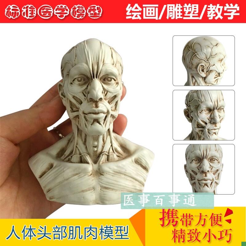 树脂骷髅头绘画半身像q人头骨艺用人体肌肉骨骼解剖结构模型美术