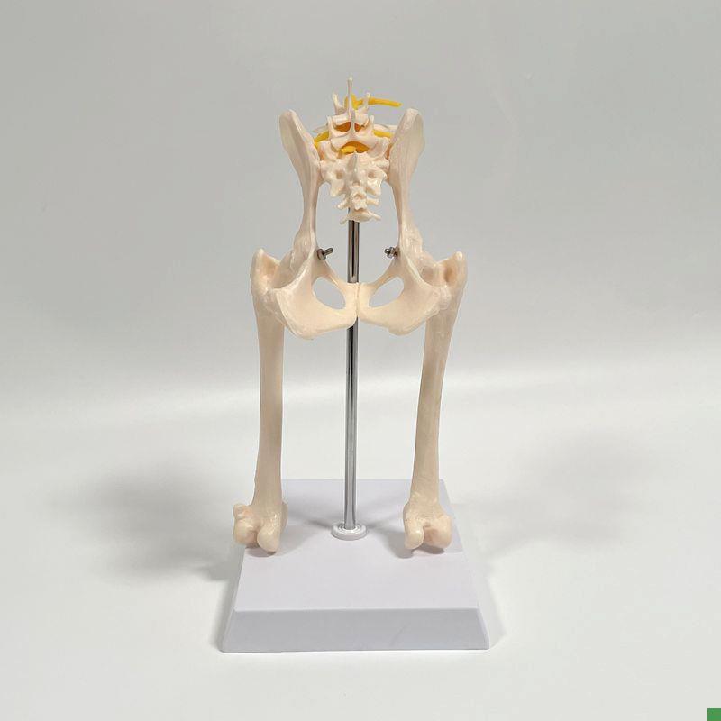 犬骨模型真c实倒模骨盆髋关节股骨头功能韧带前肢腿肩关节肘膝仿