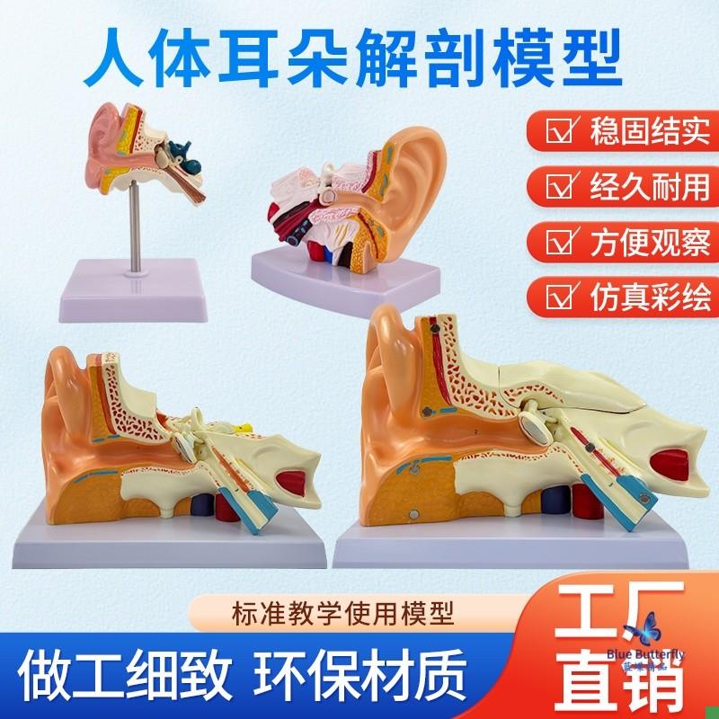 人体耳解剖模型耳朵内结构w造听觉系统耳鼻喉科展示教学大耳模型