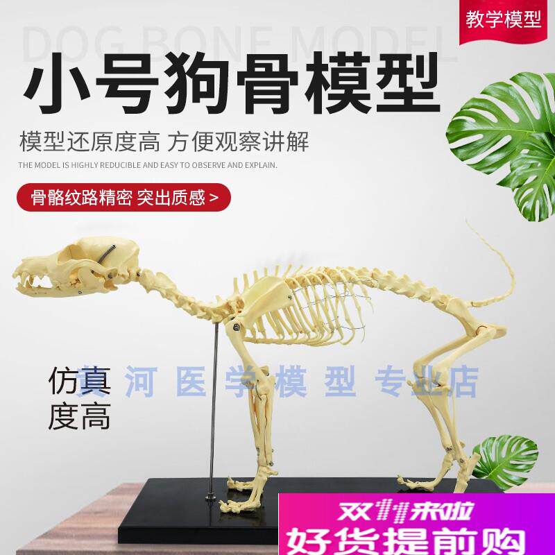 宠物骨科器械狗骨k骼标本模型动物狗犬骨架狗骨骼解剖组合兽用