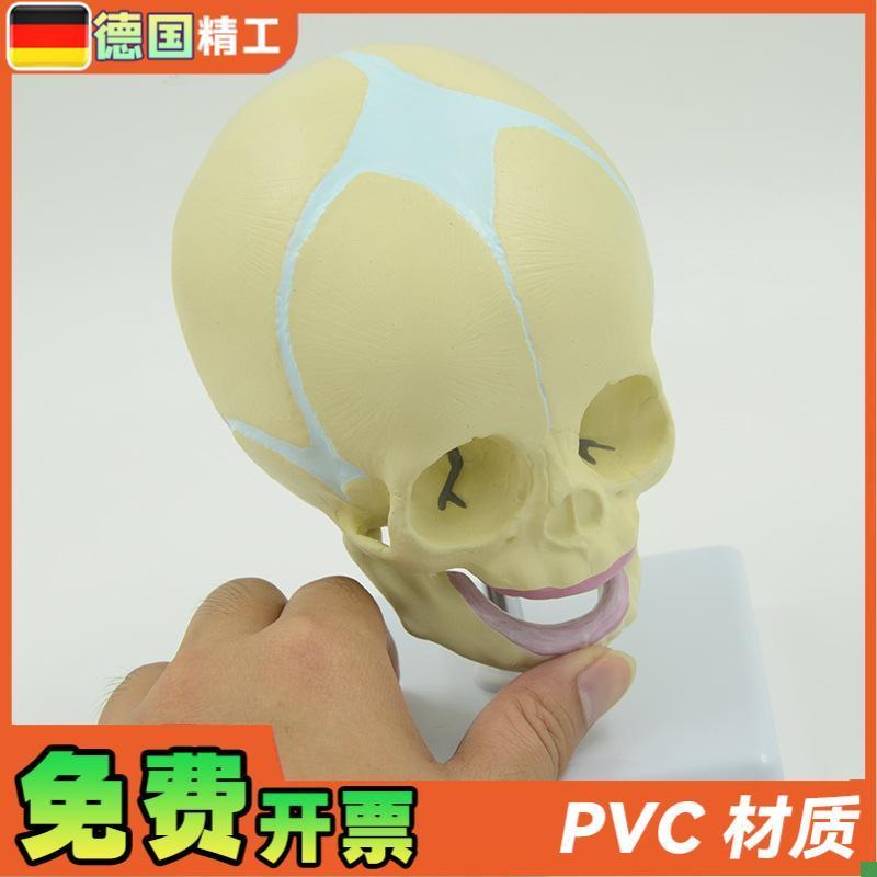 德国】婴儿头颅模型幼儿头骨模型儿科小型头颅P骨带底座可旋转骨
