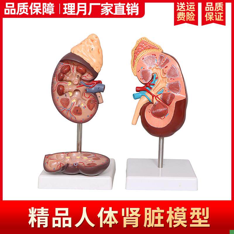 肾解剖模型标准人体肾p脏肾上腺放大模型病变肾脏内脏器官医学教