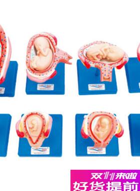 妊娠胚胎发育过程模型42s005胎儿形成发育过程模型双胎子宫模型