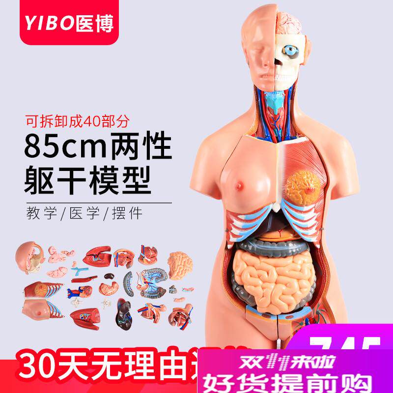 85CM两性躯干人体解刨模型男女躯干及内脏K器官模型教具可拆卸40