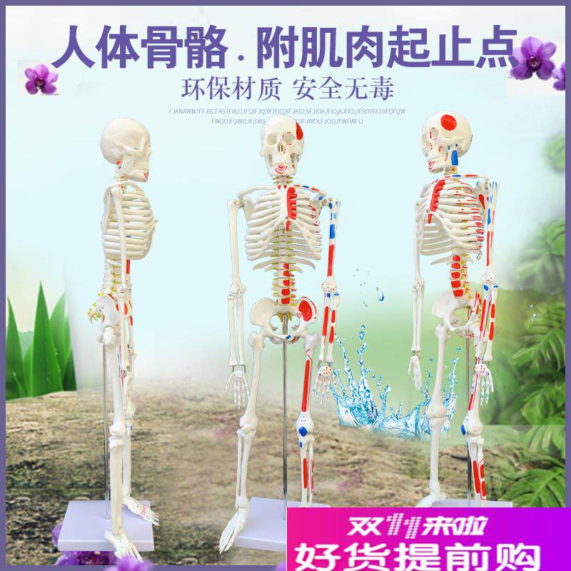 质量上乘新款85CoM人体骨骼模型骨架人体素描教学模型白骨观