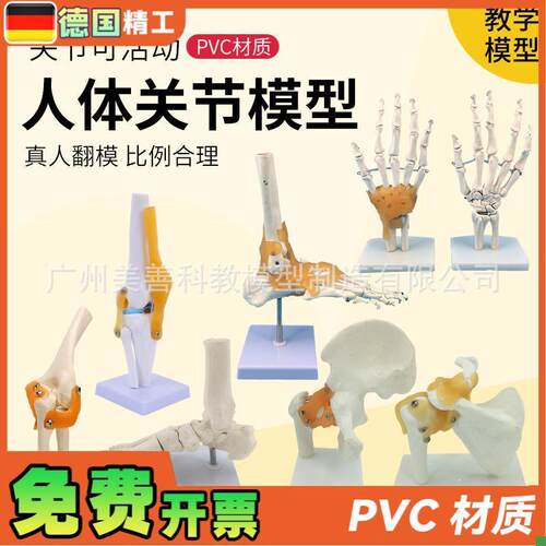 人体膝关节d功能模型肩关节肘关节手关节脚关节髋关节可动骨骼模