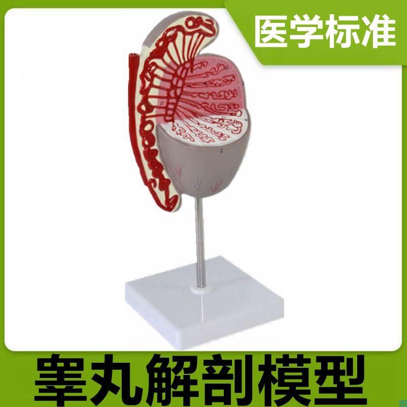 睾丸解剖模型男科生殖器官模型临床医用教学男盆腔医Y药礼品医患