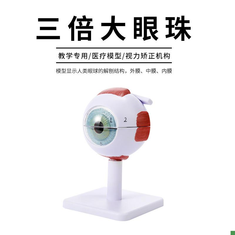 人体眼球仿真模型放大p眼睛眼球结构造解剖眼模型教学仪器珠具医