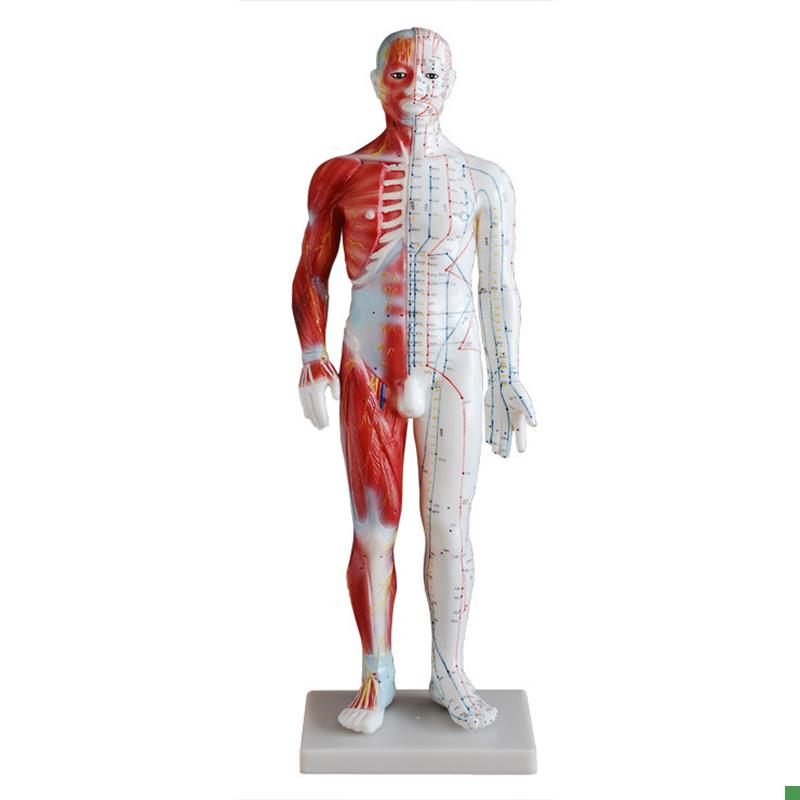 60CM男性f针灸模型(带肌肉解剖)人体全身穴位模型(半身带肌肉)