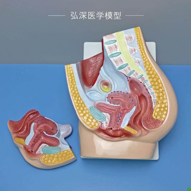 女性矢状解剖模型人体生殖系w统腹部盆腔切面医学教学模具妇产教