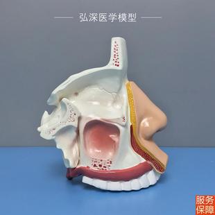 耳鼻喉科教學模具HS309鼻竇結構模型鼻腔解剖模型適合各年齡層