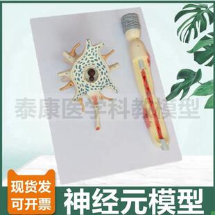 神经细胞模型神经元突触反射弧模H型脊髓神经根中枢脑功能