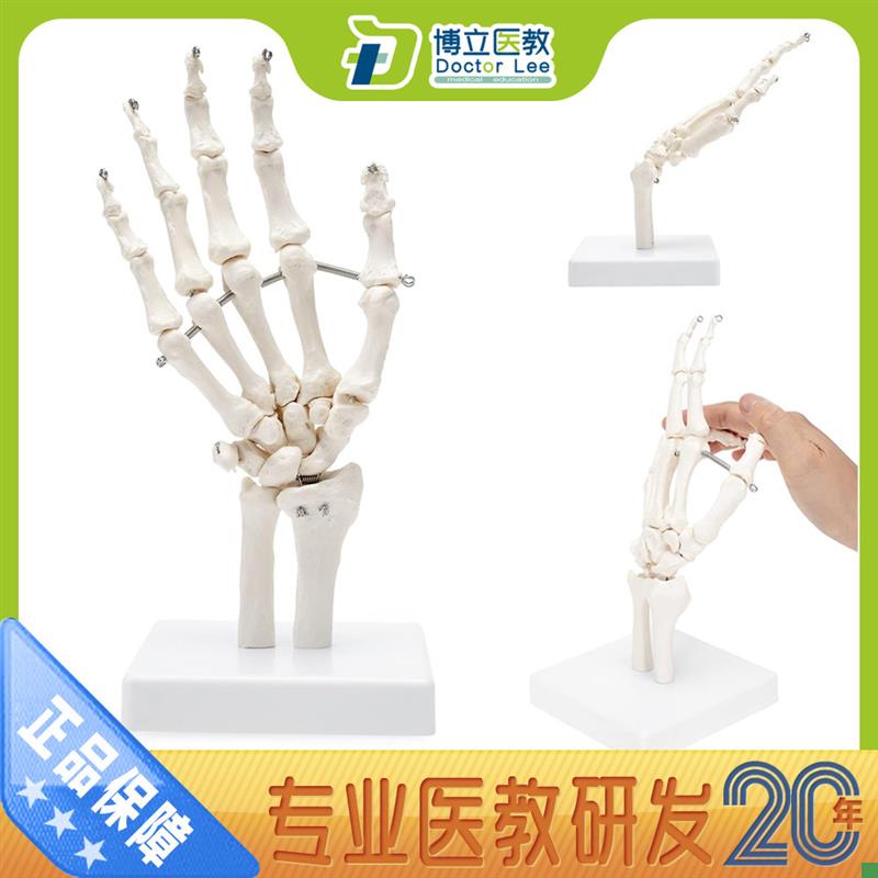 美术医用绘画参h考人体手关节模型手骨模型手指骨手掌骨可活动艺