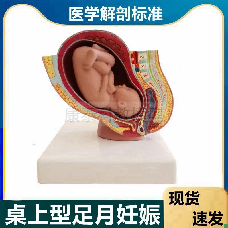 妊娠模型腹腔解i剖足月胎儿产科临床教学助产示教产康月嫂家政培