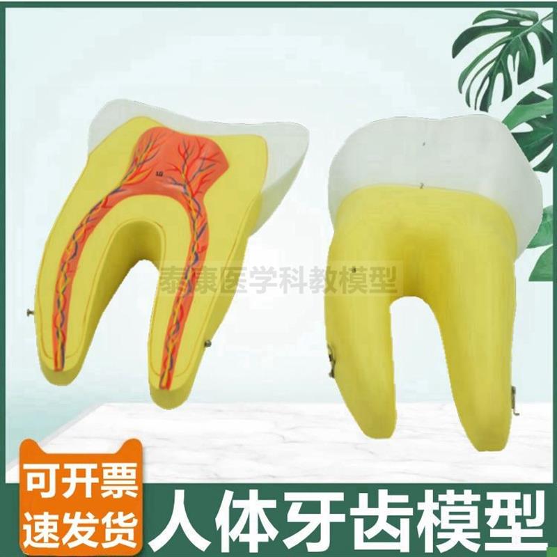 磨牙模型可拆卸切k牙尖牙臼齿三只放大可拆卸医用口腔牙齿牙医牙