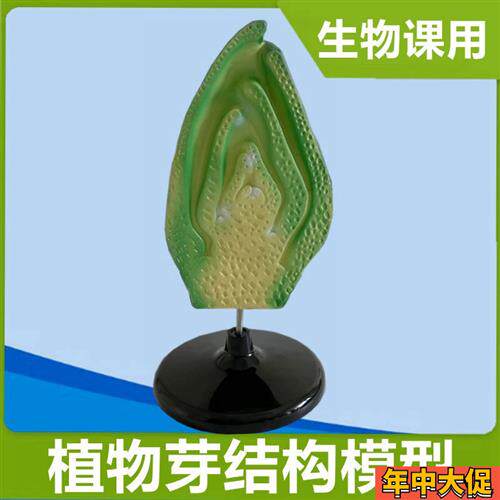 植物芽结构模型细胞荠菜胚发育玉米籽放大中学生物课实验教具