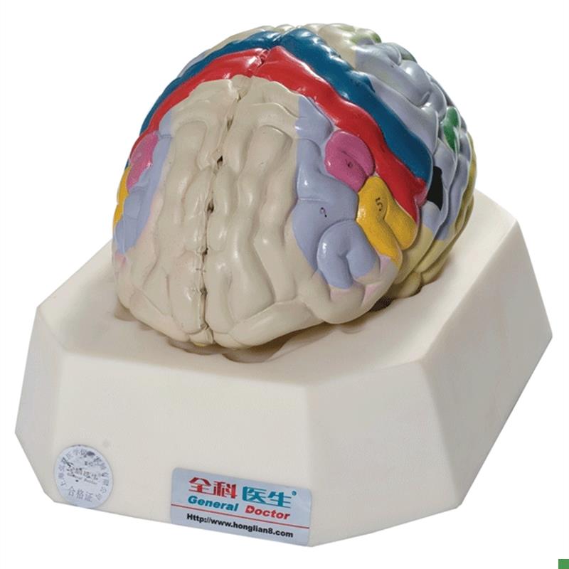 大脑皮质功能定位模型GD/A18205人体脑M部解剖模型教学培训专用
