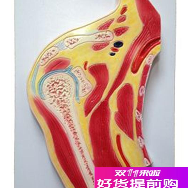 肩关节剖面模型人体肩部肌肉骨骼韧带脂肪N组织解剖模型实拍闪发