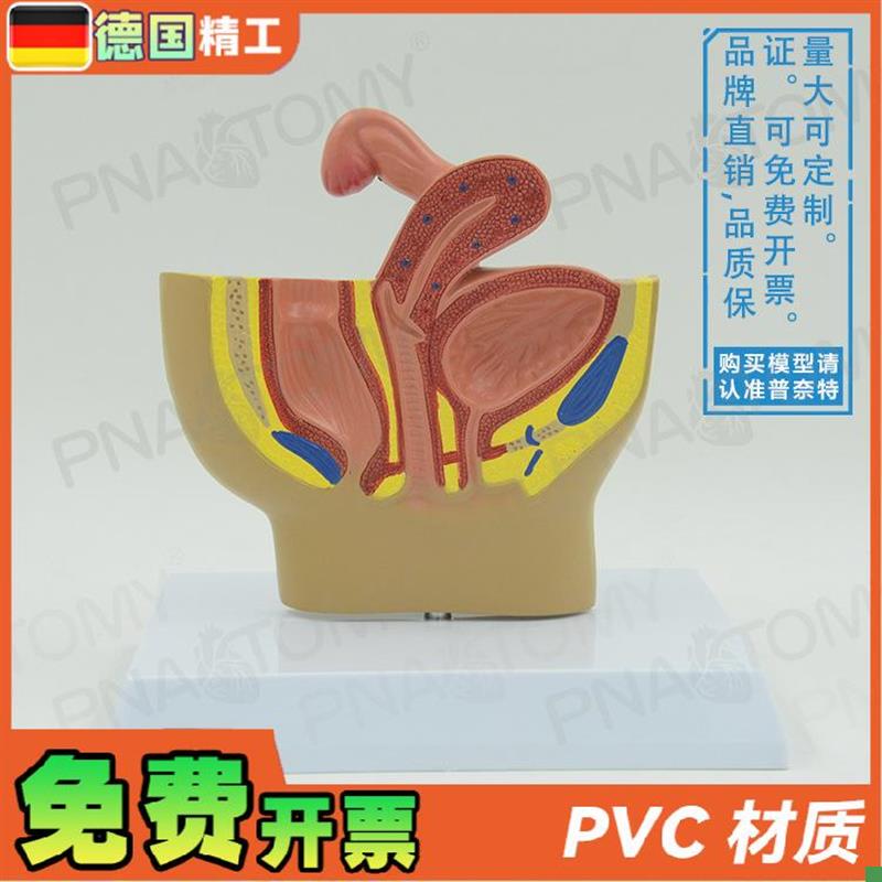 德国】女性盆腔生殖系统输卵管膀胱阴道直肠N切面解剖模型妇科计