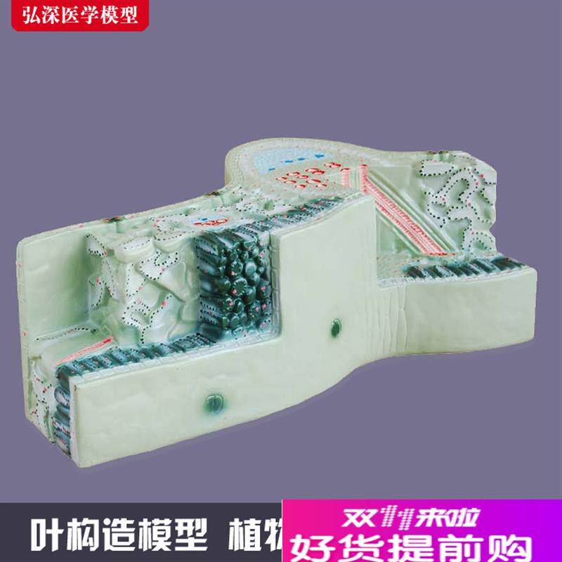 树叶构造模型植物细胞组织结构叶脉纵横切面生物T教学模具道具教