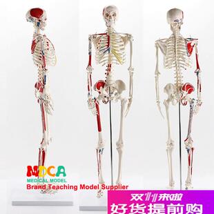 85CM人体骨骼j肌肉起止点带数字标识模型医学教学医学MGG207