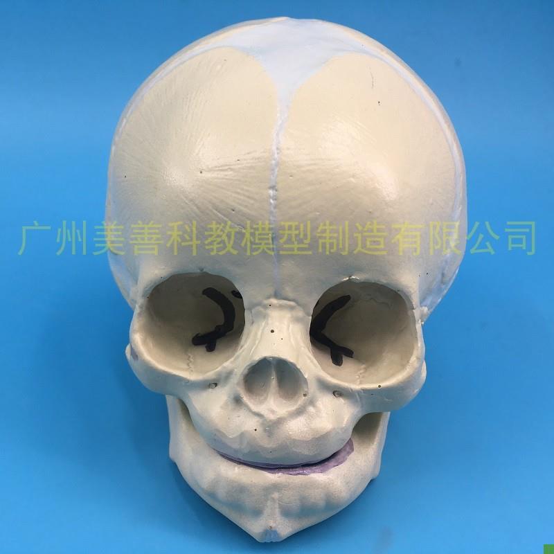 仿真婴儿头颅模型生物学小头颅头骨标G本颅骨幼儿头骨美术素描教