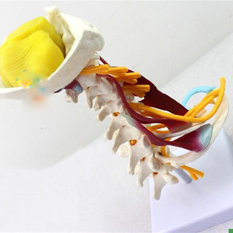 颈椎附肌肉骨骼人体n模型脑干枕骨寰椎七节颈椎两节胸椎软骨模具