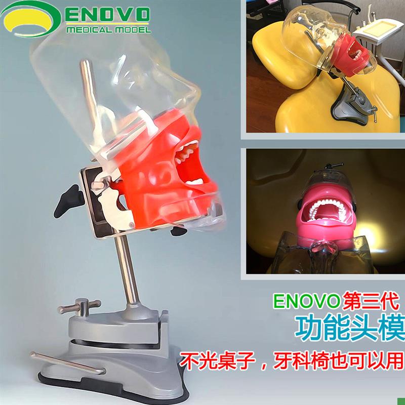 ENOVO正品口腔科仿q生头模系统齿科备牙牙医培训牙科头模牙齿模型