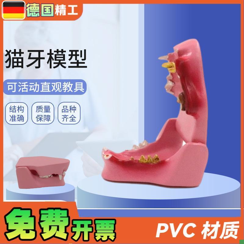德国】PNT-2j105猫牙模型猫口腔病理口腔猫蛀牙猫解剖猫解剖动