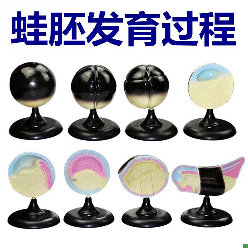 青蛙胚胎发育过程模型中学生物课用教具8件/套R实验器材动物妊娠