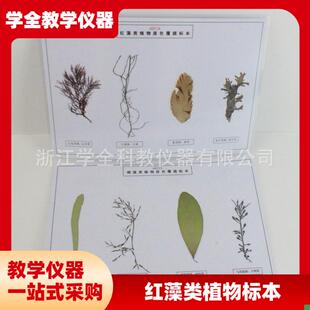 藻类标本浸泡g标本中学科普教具幼儿园教学探究实验教学标本厂家