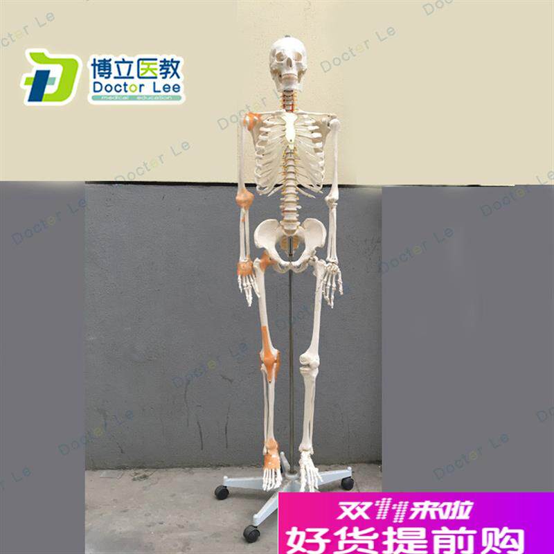 170cm骨骼骨架模型带韧带神经脊柱教学正骨健身W房瑜伽教学医教
