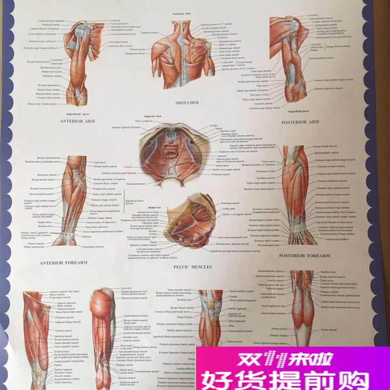 人体肌肉骨骼结构解剖图大挂图医用人体肌肉解剖示Y意挂图英文版