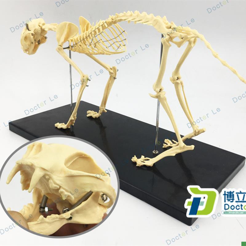 猫模型猫c骨模型猫骨架猫骨骼犬模型猫科模型动物骨架