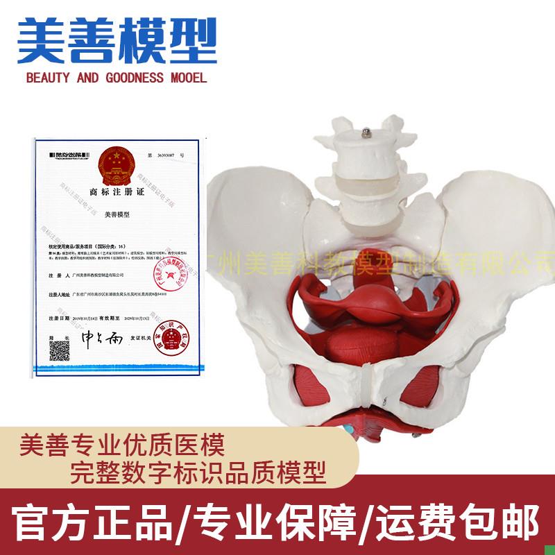 骨盆模型c女性骨盆及盆底肌肉模型盆腔器官骨骼解剖结构造教学医
