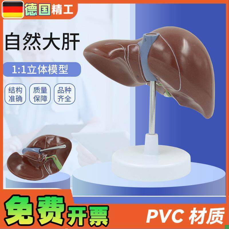 德国肝脏模型肝胆胰脾解剖器官模D型教学展示礼品医药人体内脏教