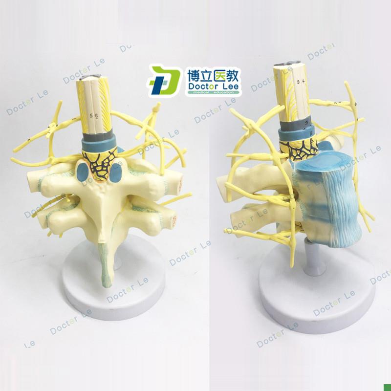 胸椎脊髓脊神经交感神经干模型胸椎模型人体神经教学.教具神经模