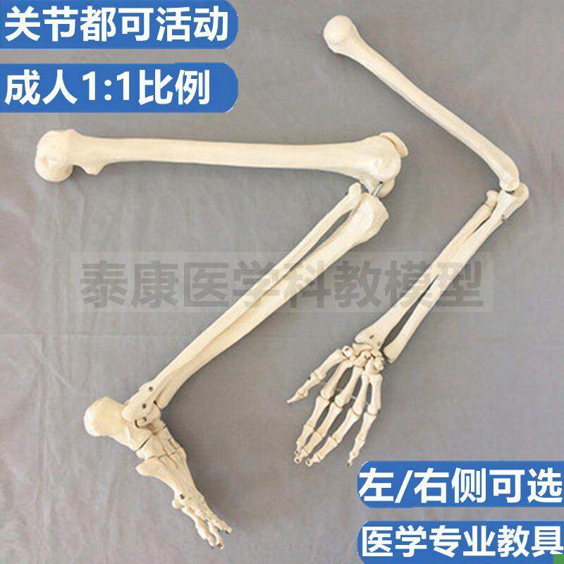 人体四肢骨骼模型长骨p肩关节锁骨髋关节下肢腿上肢关节手骨脚骨