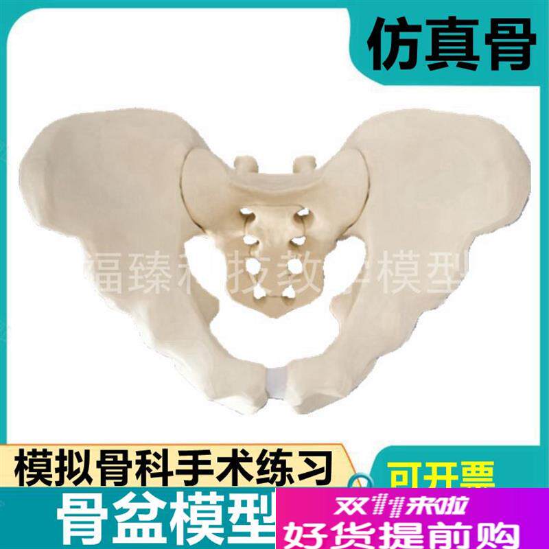 骨盆模型人工合成假骨p盆骨手术练习仿真髋关节上下肢膝关节手脚