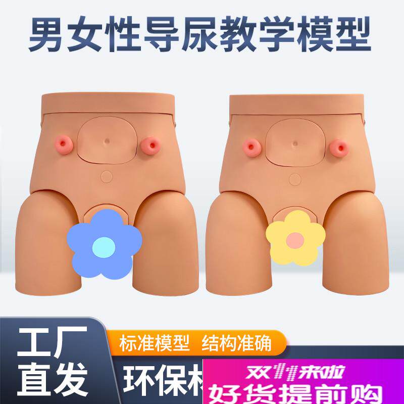 男女性导尿模型插尿管模型医学导E尿技能操作护理模特灌肠模型