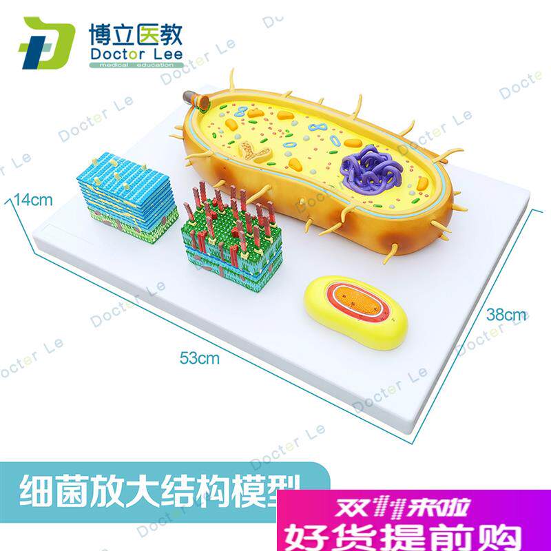 细菌放大模型三分病毒显微结构细胞标本染色体DNAX生物医学模型