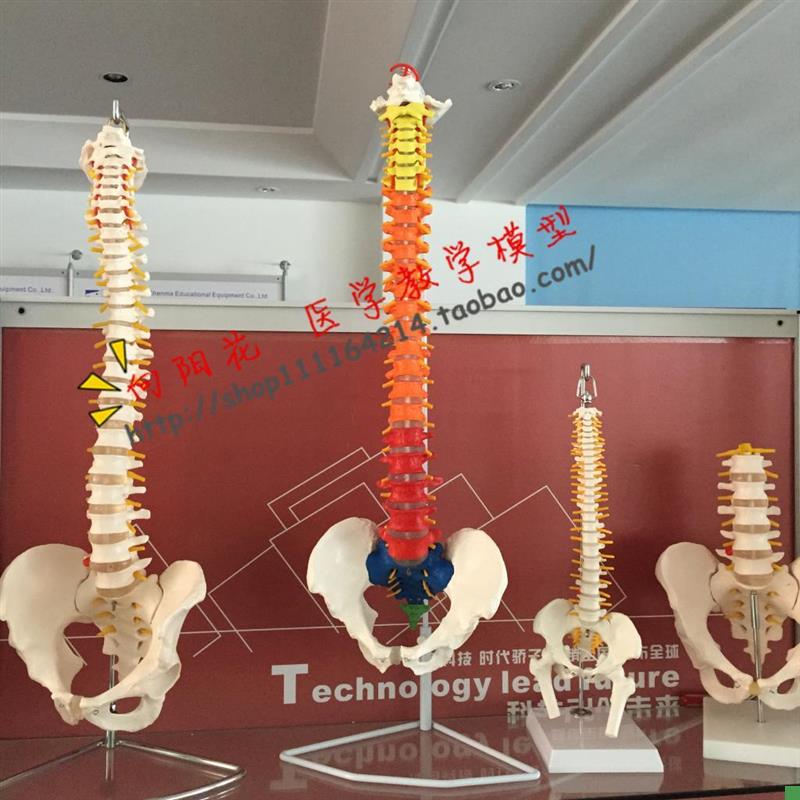 人体脊柱模型人体骨骼大脊椎成z人1:1带颈椎胸椎尾椎椎骨骨盆模型