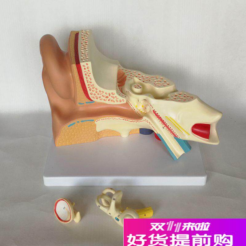 康泰模型人体耳朵放大鼓膜内耳迷路F半规管耳蜗可拆卸咽鼓管耳鼻