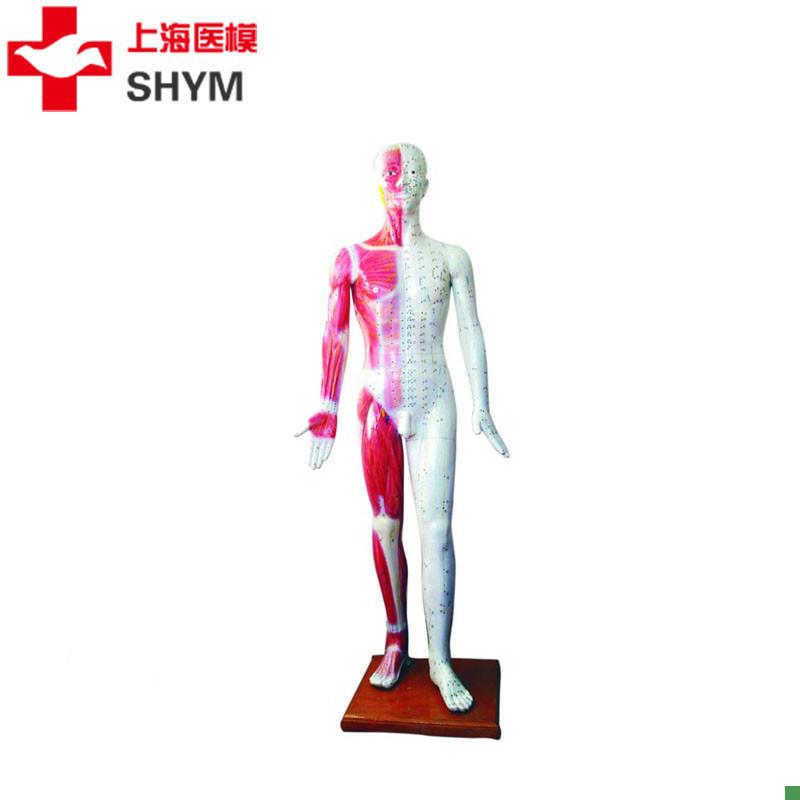 上海医模标准针灸穴l位人体模型178cm厂家直销178CM高医学模型