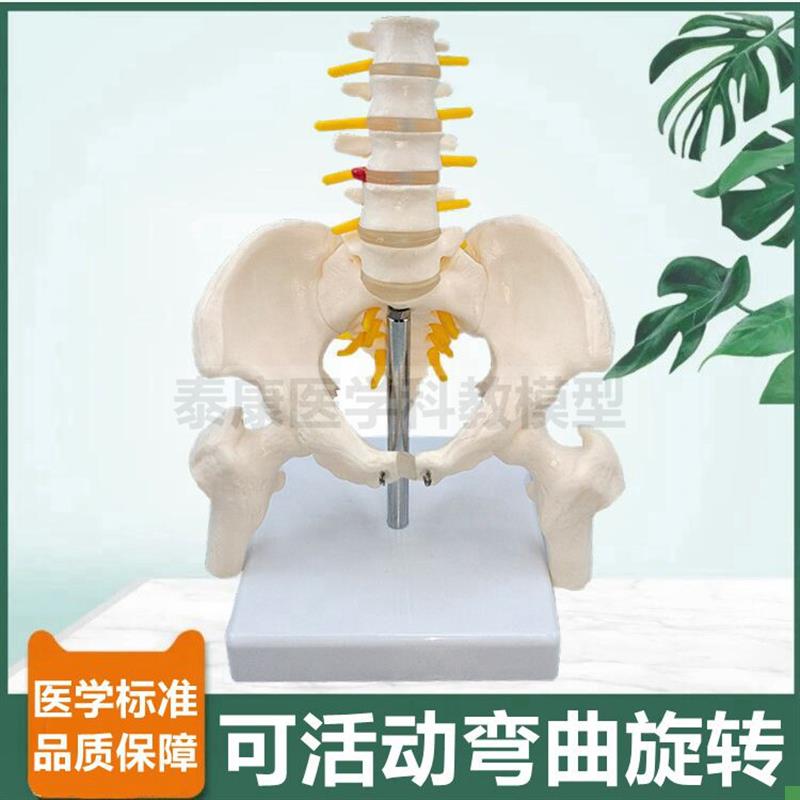 人体骨盆功能模型动态可旋转x活动腰椎弯曲前后侧弯康复健身瑜伽