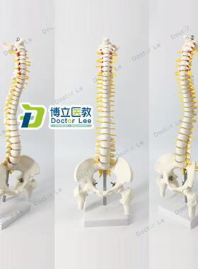 人体脊柱模型45cm成人正骨练习脊椎F模型颈椎腰椎人体骨骼骨架模