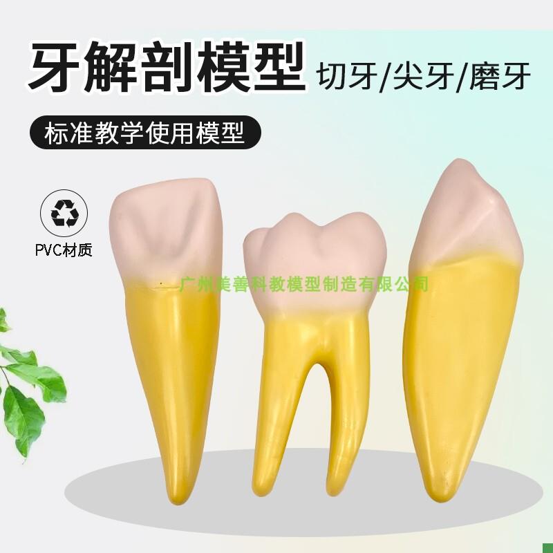 正常牙齿放大12倍模型牙科教学牙解剖模型3只W磨牙切牙尖牙