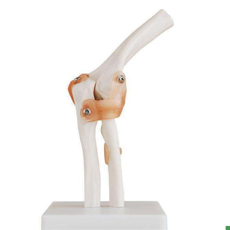 自然大肘关节g模型人体骨骼模型骨骼六大关节模型骨骼运动系统