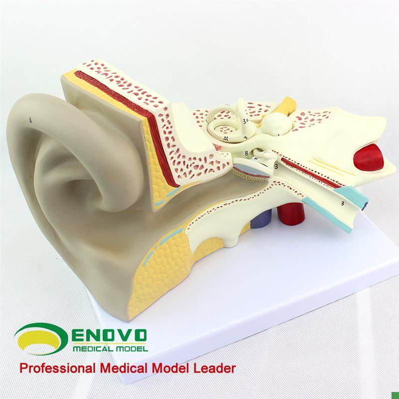 颐诺正品医用人体耳模型内耳迷路模型耳鼻喉科听U觉系统器官模型