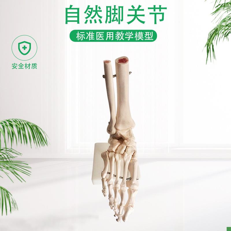 脚关节模型脚骨模型脚部骨骼v构造模型足部踝关节腓骨趾骨结构教
